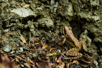 A brown-green frog in the mud