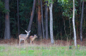 Whitetail doe and young yearling