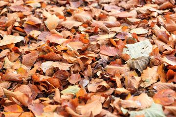 Autumn Leaves On The Ground