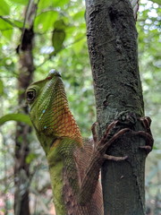 Green forest lizard.Jungle Sri Lanka