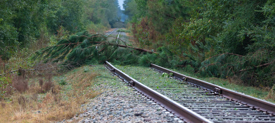 Trees across the tracks