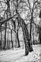 Broken birch. Zvenigorod.Savvino-Storozhevsky monastery