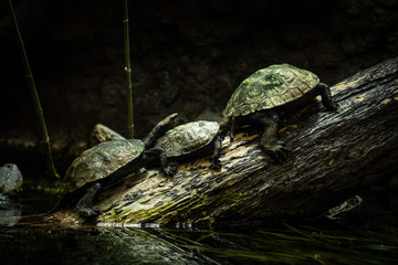 Trois tortues