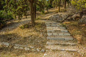 stone stairs curved path way in forest hills nature landscape environment without people south park,south,tropic,mountain forest,hiking,travel,curved,way,path,dry,jungle,forest,stairs,tree,staircase,s