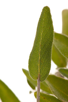 Green sage leaves  osolated over white background