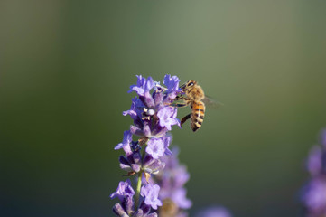 Bee on levander