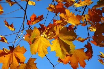 A close-up image of colourful Autumn leaves against a blue sky.