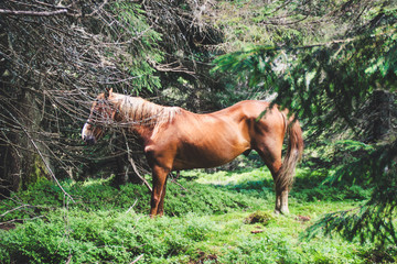 A herd of wild horses in the mountains. Ukrainian Carpathian Mountains. Hills and mountain peaks. Fabulous look.