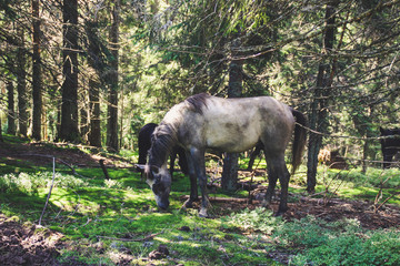 A herd of wild horses in the mountains. Ukrainian Carpathian Mountains. Hills and mountain peaks. Fabulous look.