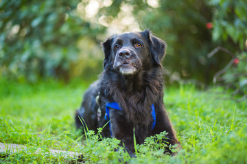 Grown black dog on a grass background.