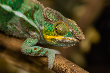 chameleon on a branch