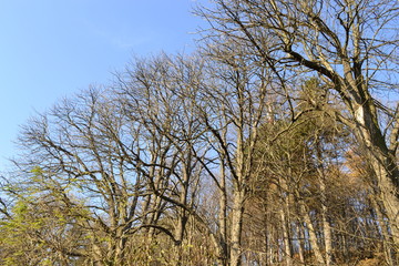 Fototapeta premium Many branches and heaven.