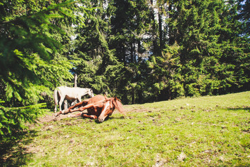 Obraz premium A herd of wild horses in the mountains. Ukrainian Carpathian Mountains. Hills and mountain peaks. Fabulous look.