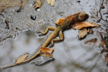 dead lizard