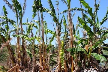 field, corn, agriculture, nature, sky, plant, green, farm, grass, crop, blue, maize, summer, leaf, food, farming, cornfield, tree, landscape, corn field, natural, rural, clouds, organic, harvest