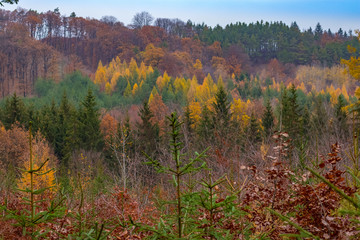autumn forest colors