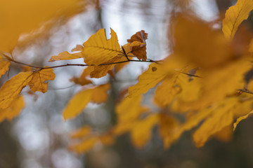 autumn forest leaves