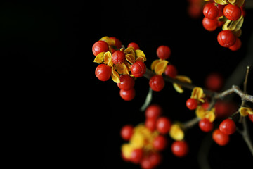 黒背景のツルウメモドキ