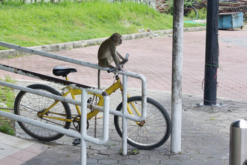 Affe sittzt auf einer Stange, unter Ihm ein Fahrrad
