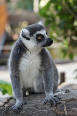 ワオキツネザル