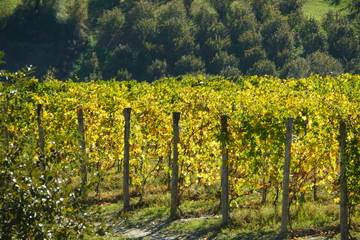 Vineyard