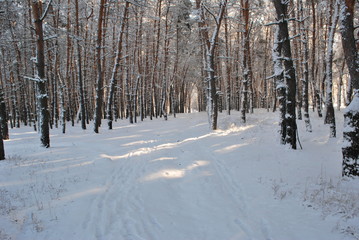 snowy forest road
