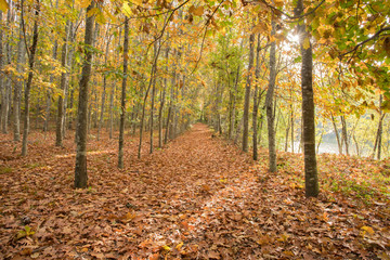 Naklejka premium Autumnal Colors I