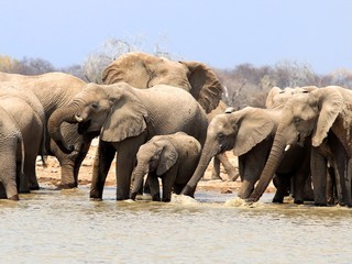 Herd of Elephants - Namibia