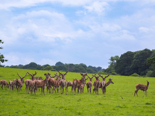 A herd of deer at Windsor Great Park