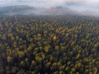 Aerial view of forrest