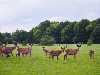 Naklejka na ściany i meble A herd of deer at Windsor Great Park