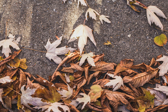Yellowed leaf of autumn - Stock image