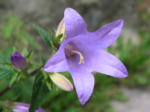 Fleur de Campanule barbue dans les Alpes