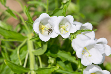 White bells in the garden