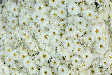 White chrysanthemum flowers close up. Floral background.