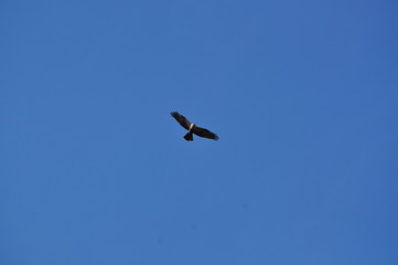 飛んでいるトビ