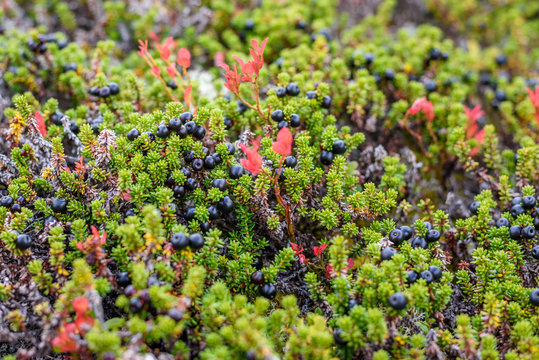 Crowberry in its natural form in the forest