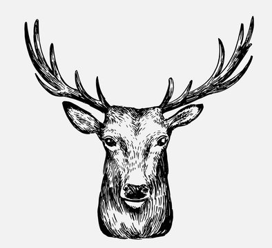 Sketch of deer. Hand drawn illustration converted to vector