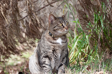 Naklejka na ściany i meble Cat outdoors -Tabby 
