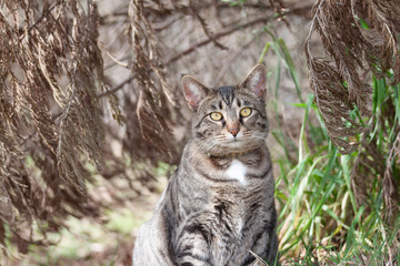 Cat outdoors -Tabby 