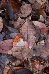 Fallen brown autumn leaves on the ground.