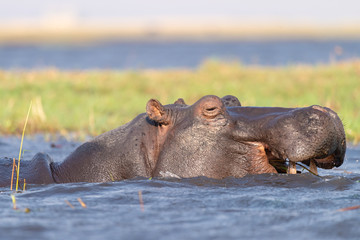 mit Genuss kaut ein Flusspferd, Nilpferd, Hippopotamus amphibius, auf seiner Nahrung, Chobe River, Botswana