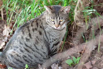 Cat outdoors -Tabby 