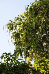 Catalpa tree with seeds in husks