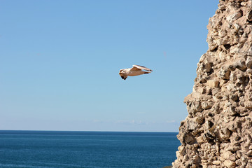 Seagull hovering over the sea and rocks