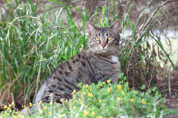 Cat outdoors -Tabby 