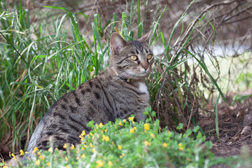 Cat outdoors -Tabby 