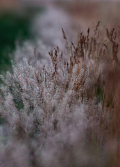 Fototapeta premium dried grass in the meadow with blurred background