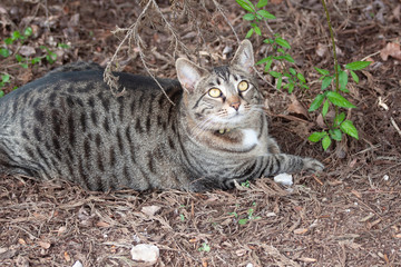Cat outdoors -Tabby 