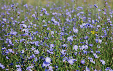 summer meadow with flowers of chicory
